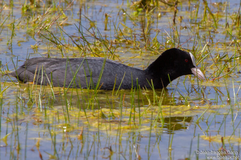 Eurasian Cootadult, swimming