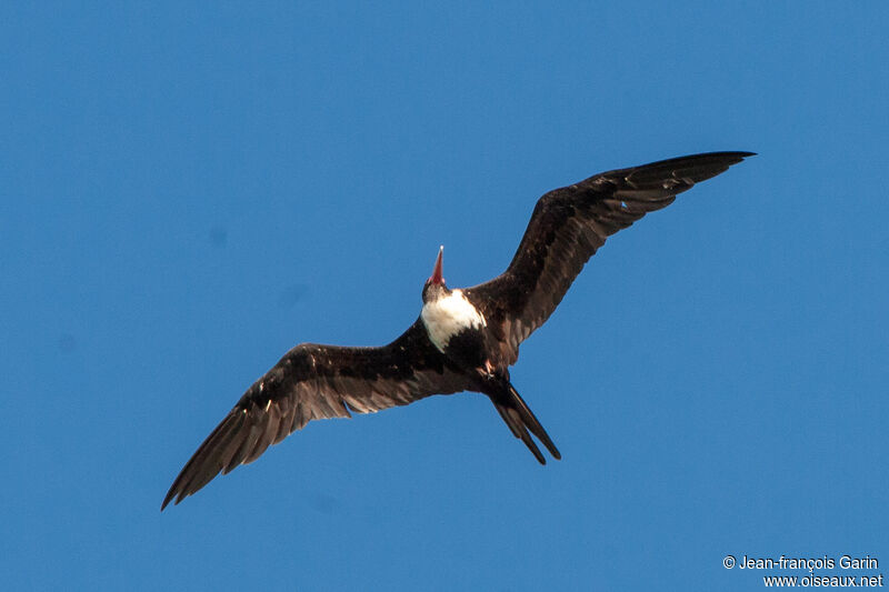 Great Frigatebird female adult, Flight