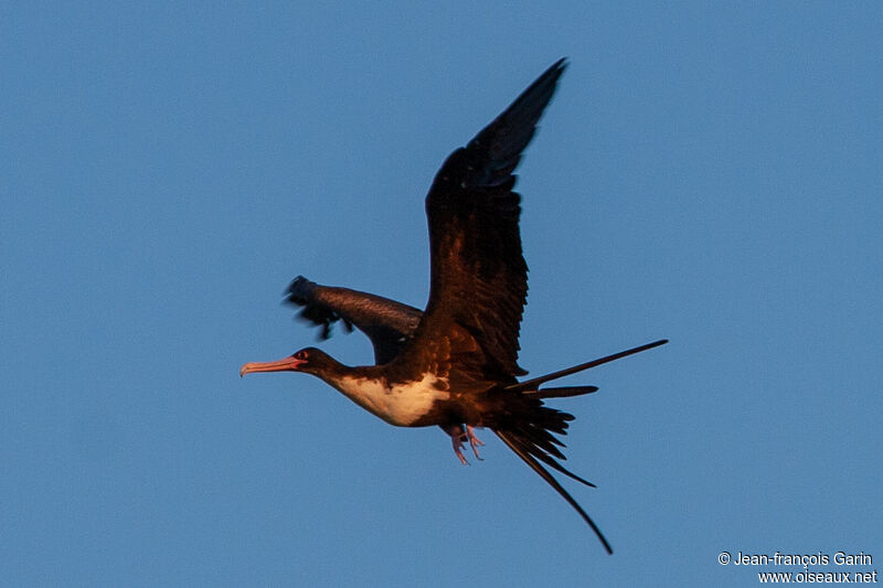 Great Frigatebird female adult, Flight