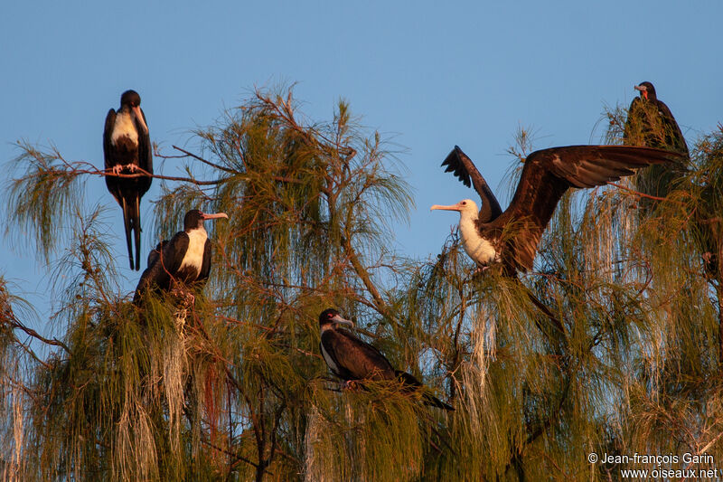 Great Frigatebird