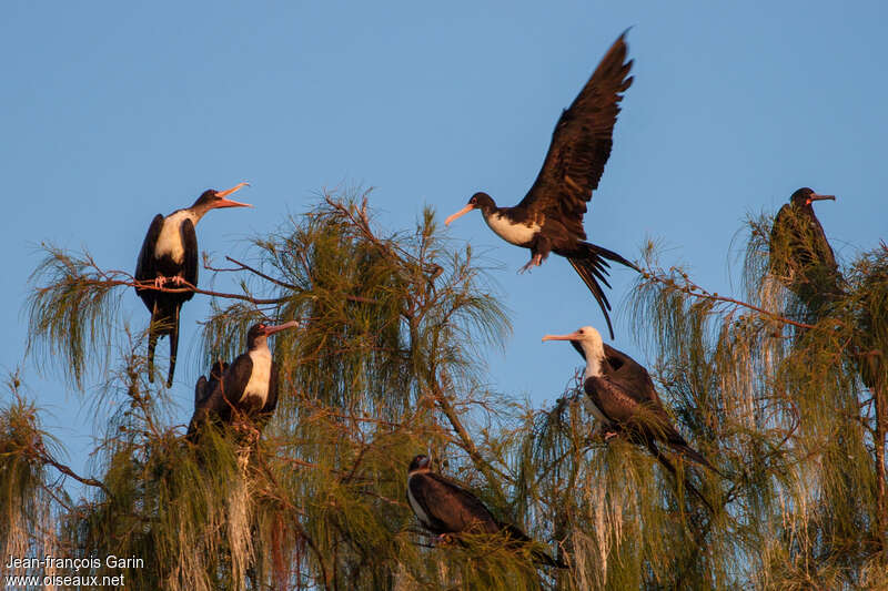 Great Frigatebird, colonial reprod., Behaviour