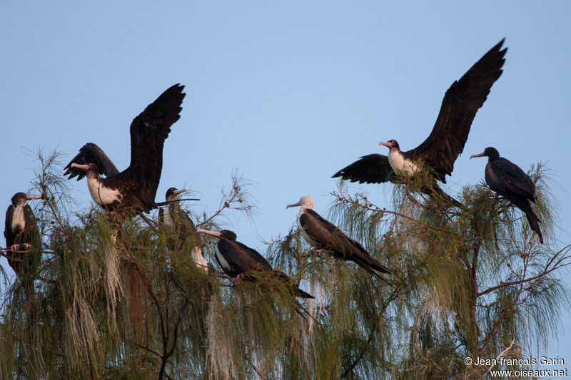 Great Frigatebird