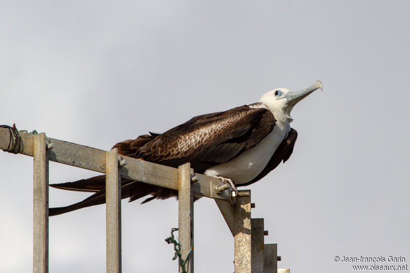 Magnificent Frigatebirdjuvenile