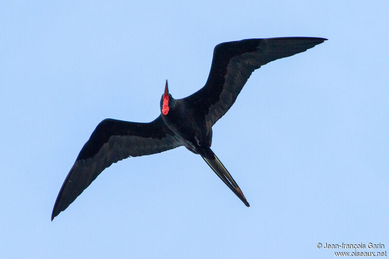 Magnificent Frigatebird male, Flight