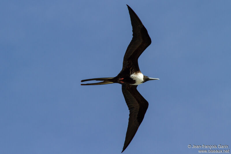 Magnificent Frigatebird female, Flight