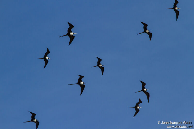 Magnificent Frigatebird female, Flight