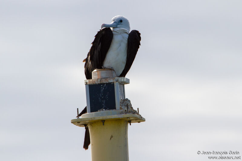 Magnificent Frigatebirdjuvenile