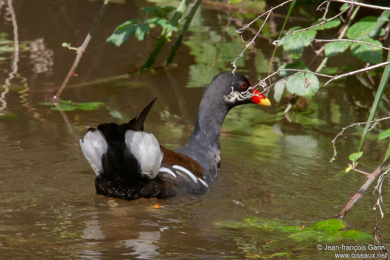 Common Moorhen