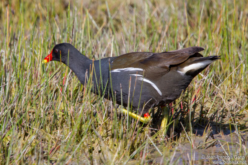 Gallinule poule-d'eau