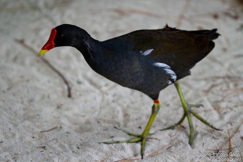 Common Moorhen