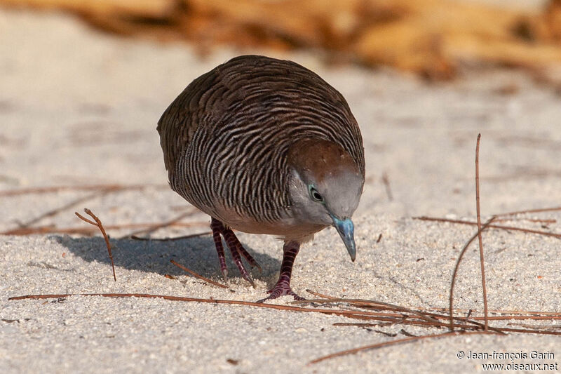 Zebra Dove