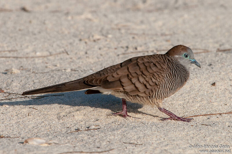 Zebra Dove