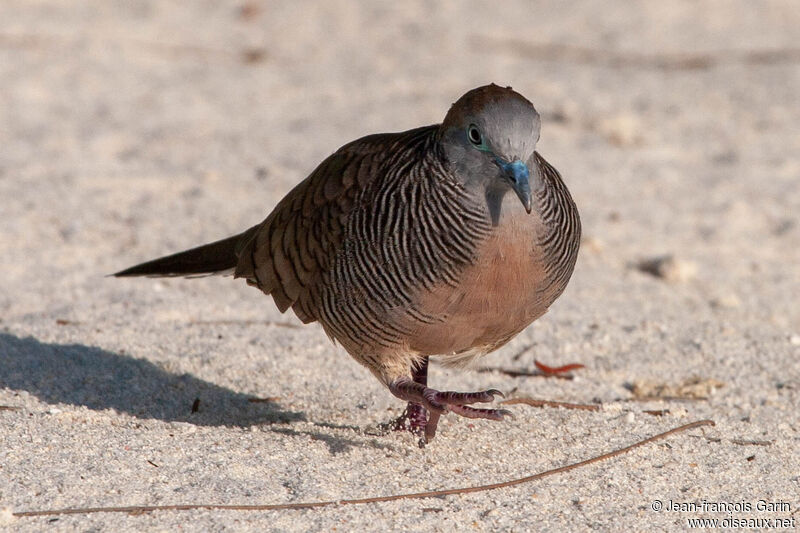 Zebra Dove