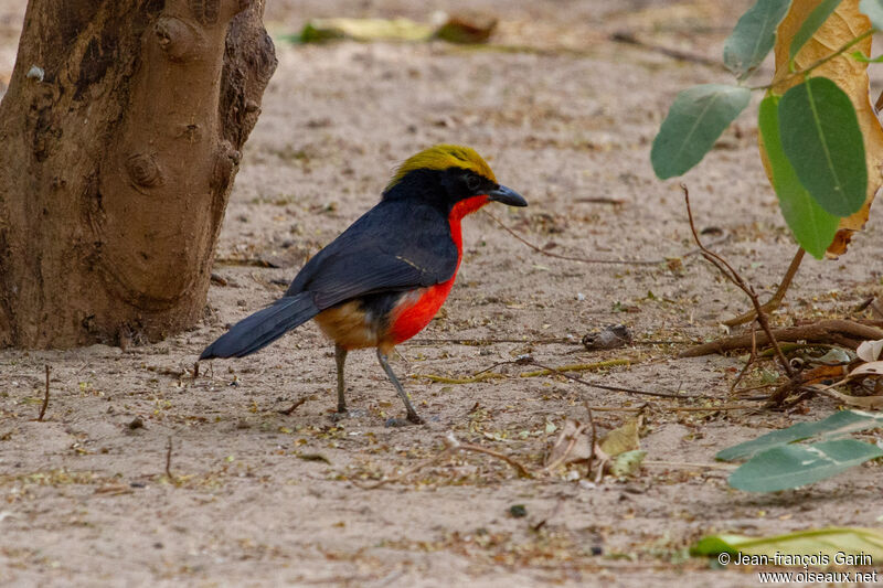 Yellow-crowned Gonolek