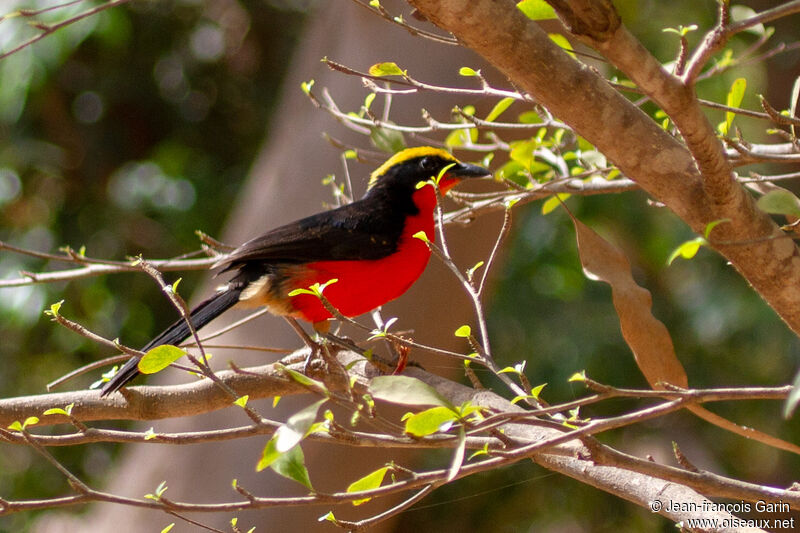 Yellow-crowned Gonolek