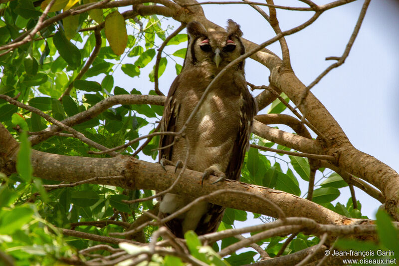 Verreaux's Eagle-Owl