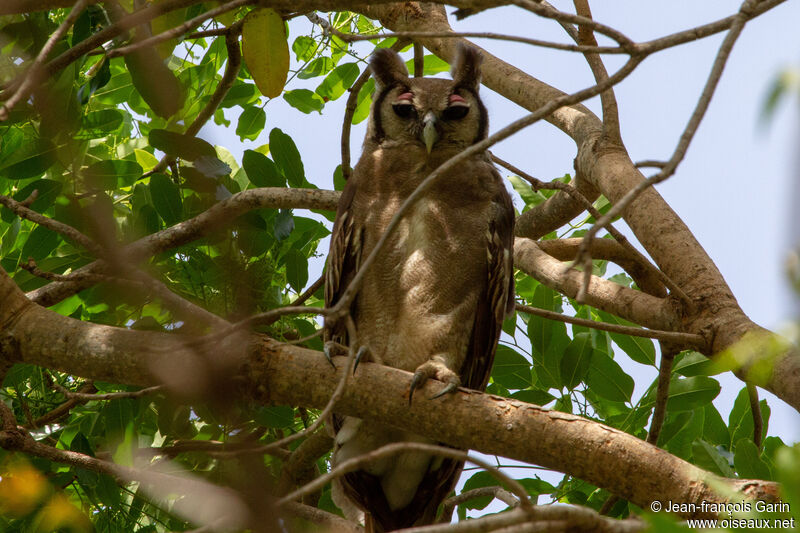 Verreaux's Eagle-Owl