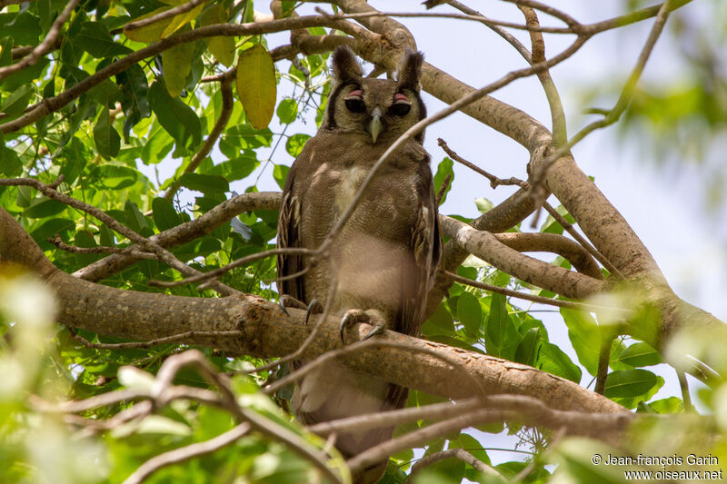 Verreaux's Eagle-Owl