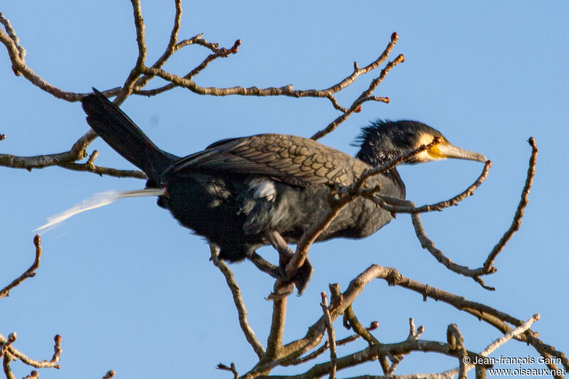 Great Cormorant