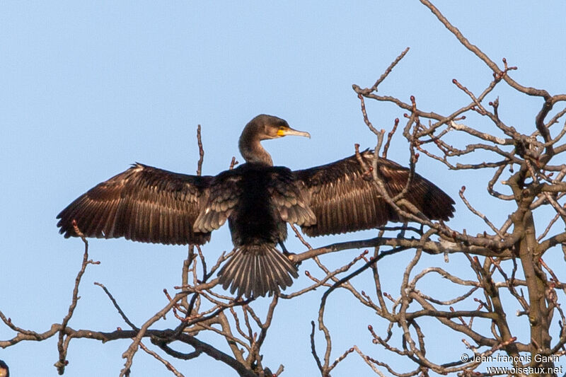 Grand Cormoran