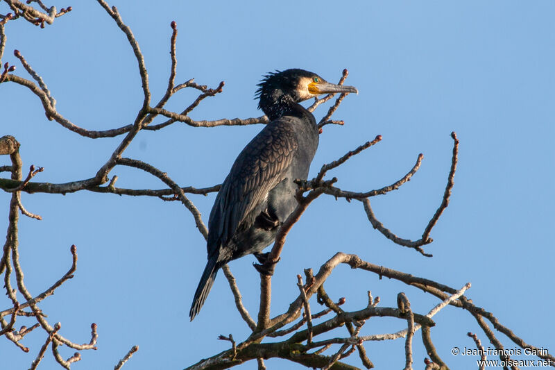 Great Cormorant