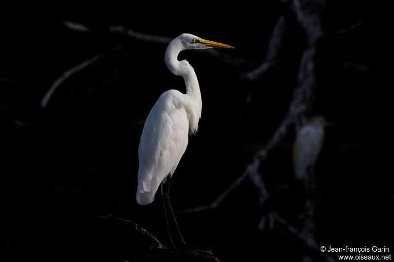 Grande Aigrette