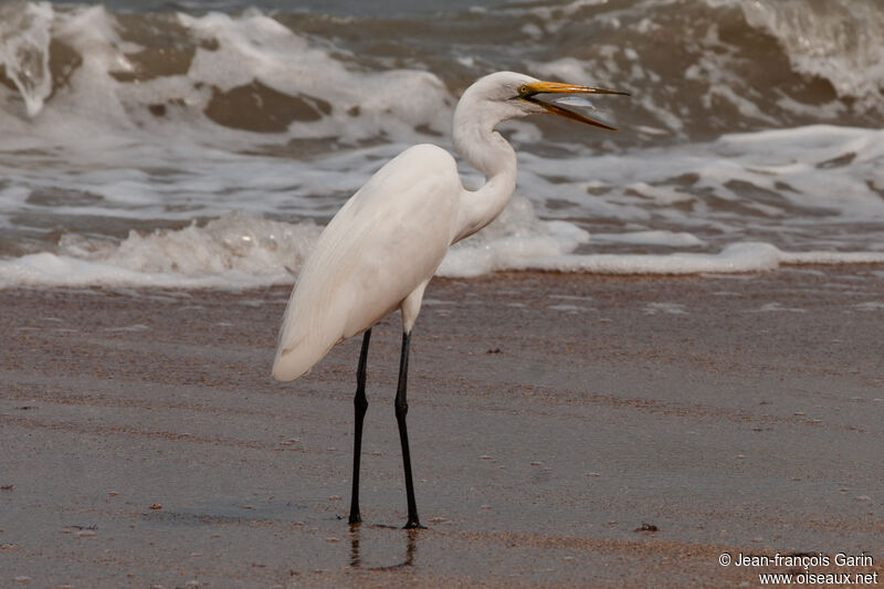 Great Egret, eats