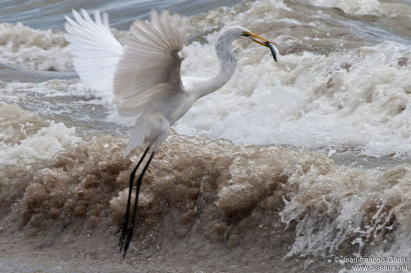 Great Egret