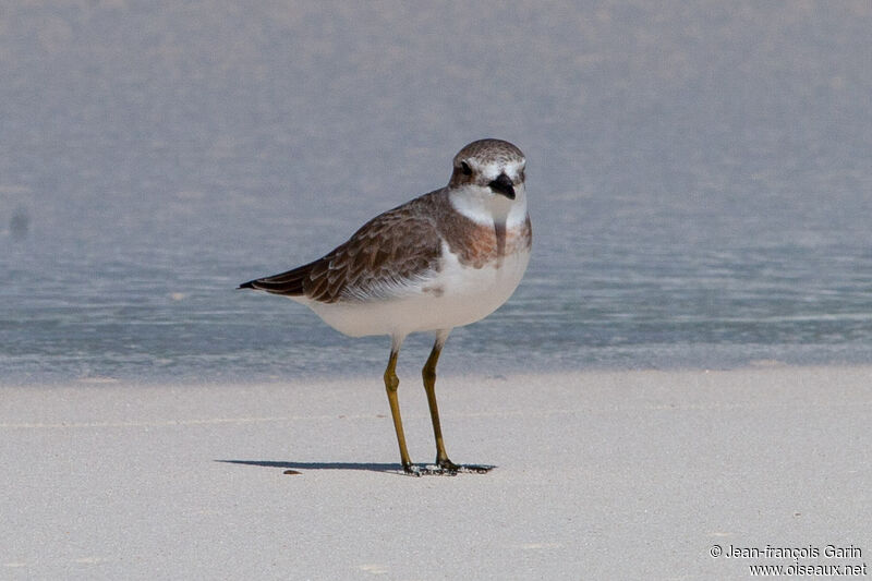 Greater Sand Plover