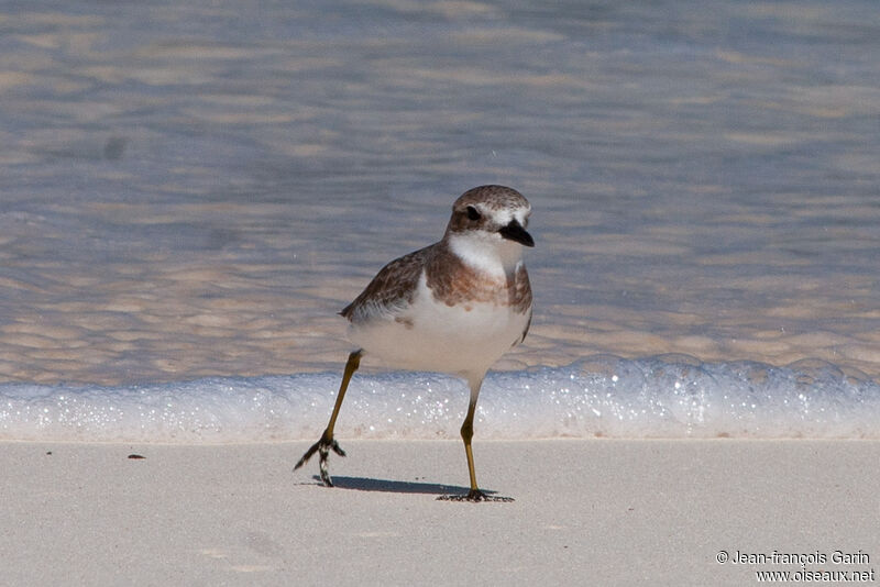 Greater Sand Plover