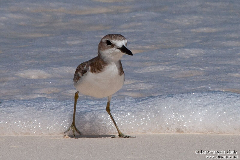 Greater Sand Plover