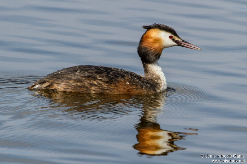 Great Crested Grebeadult breeding