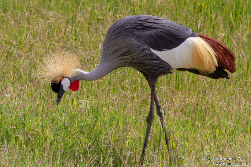 Grey Crowned Crane