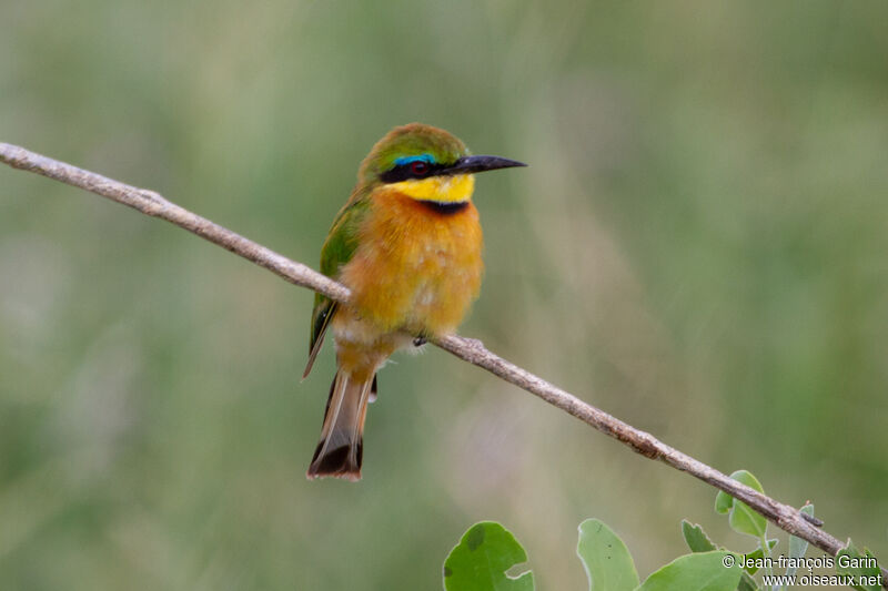 Little Bee-eater