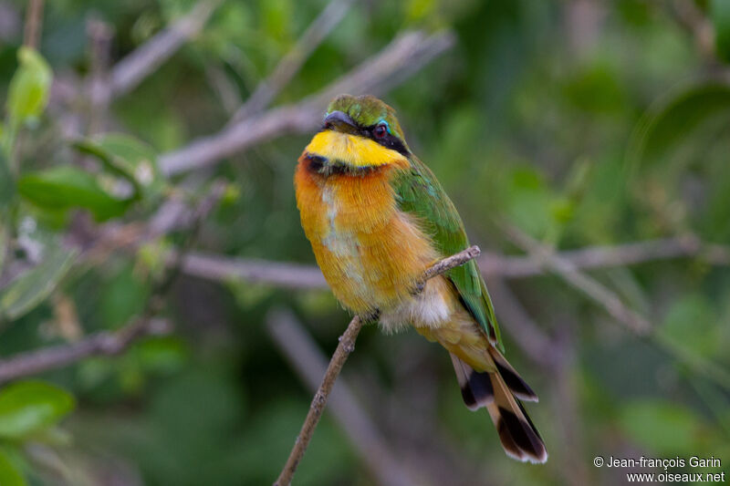 Little Bee-eater