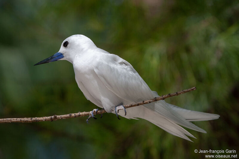 White Ternadult