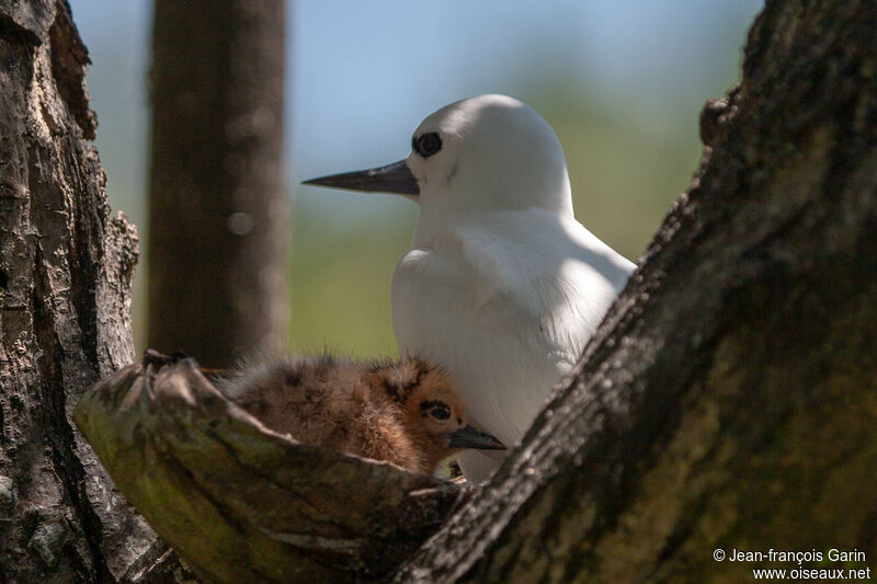 White Tern female Poussin