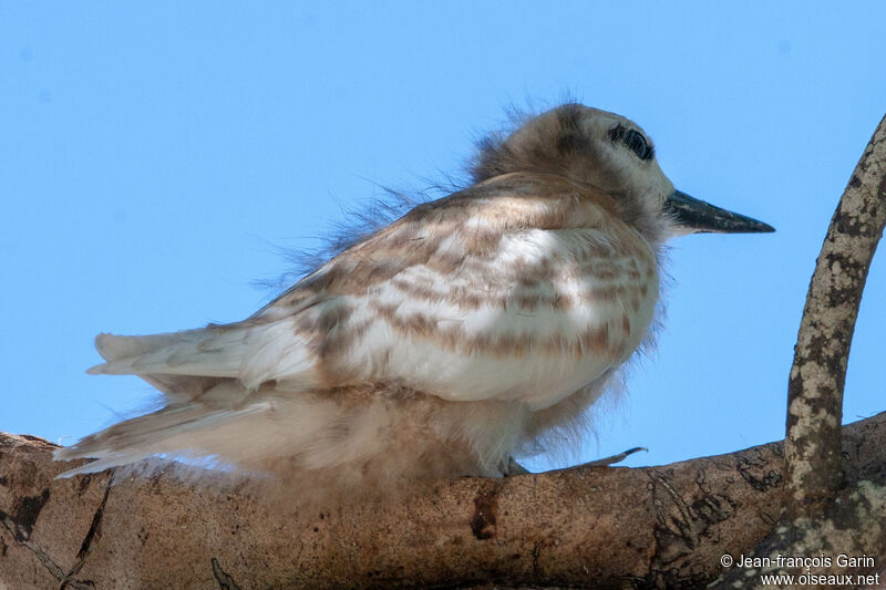 White Ternjuvenile