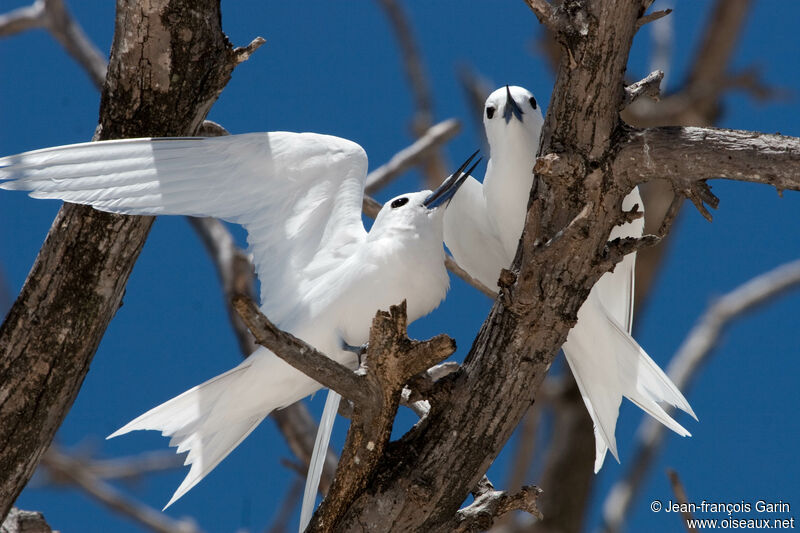 White Ternadult