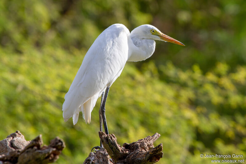 Yellow-billed Egretadult post breeding, pigmentation