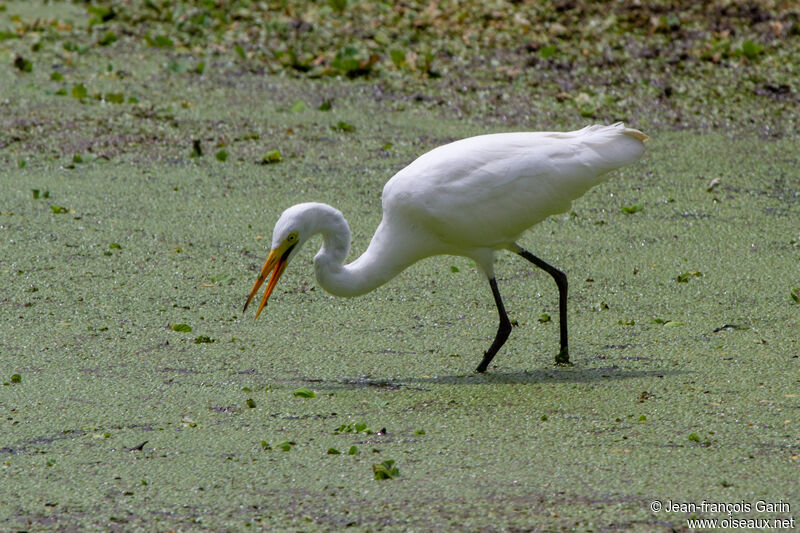 Yellow-billed Egret