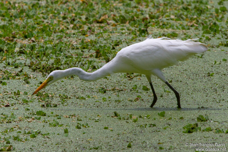 Héron à bec jaune, pêche/chasse