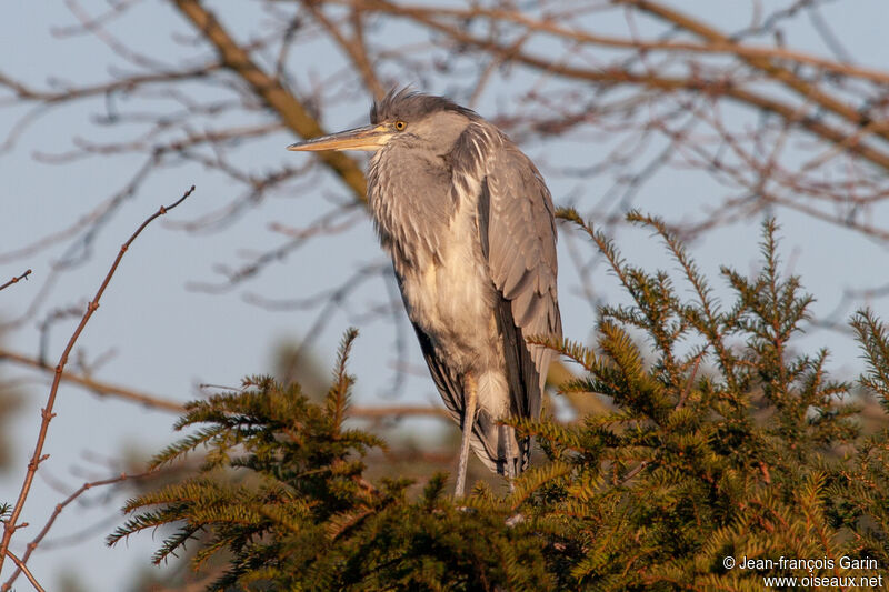 Grey Heron