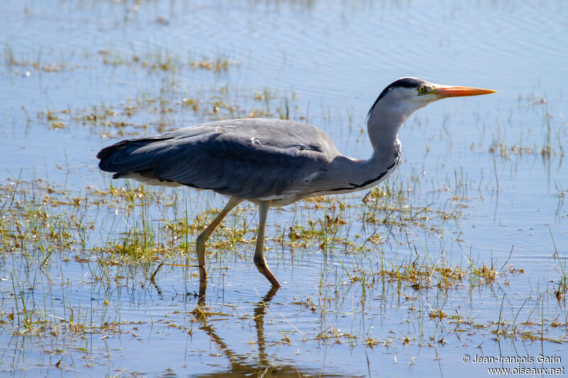 Héron cendré, pêche/chasse