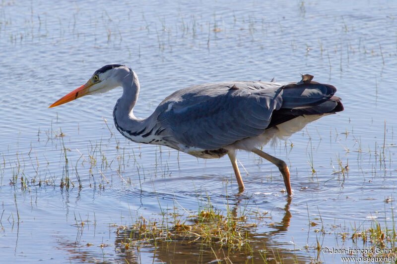 Grey Heronadult, fishing/hunting