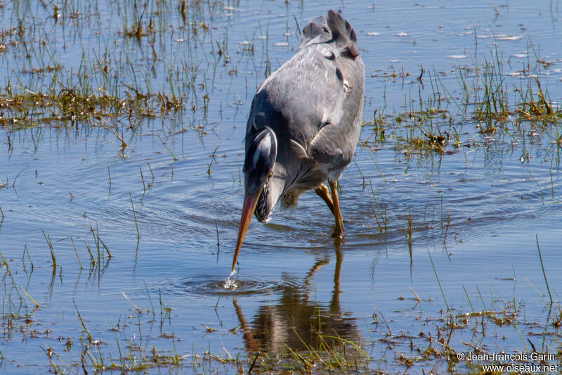 Grey Heronadult, fishing/hunting