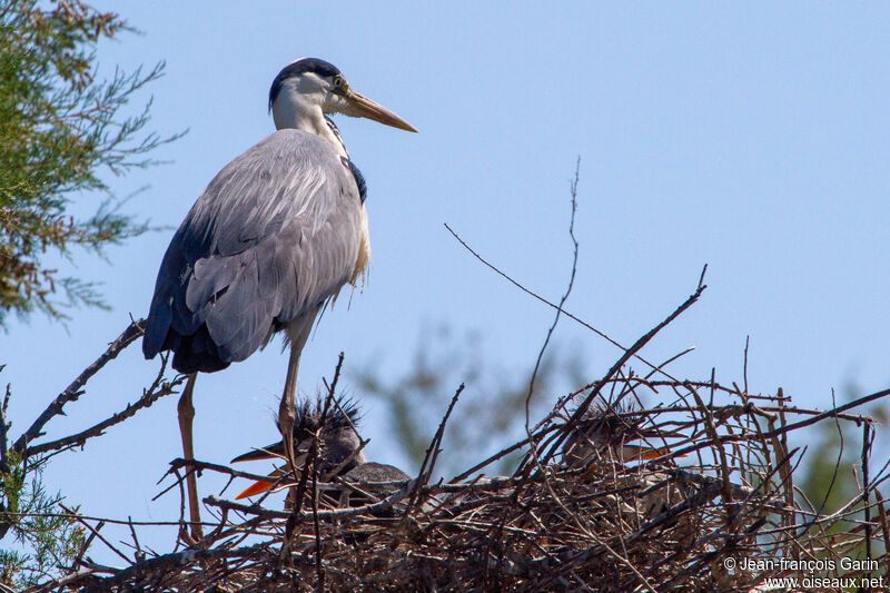 Grey Heron, Reproduction-nesting