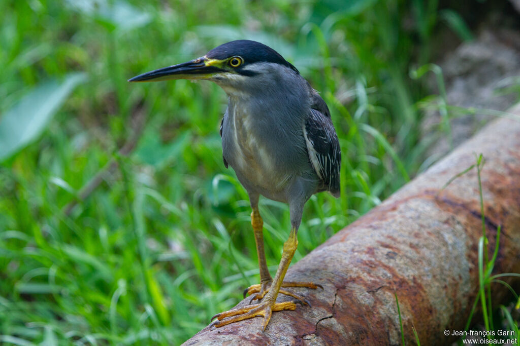 Héron des mangroves