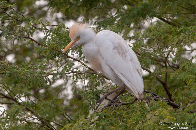 Western Cattle Egretadult breeding