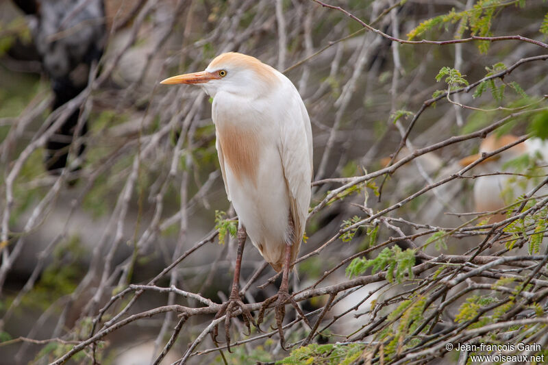 Western Cattle Egretadult breeding